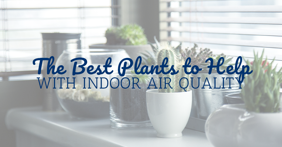 The Best Plants to Help With Indoor Air Quality